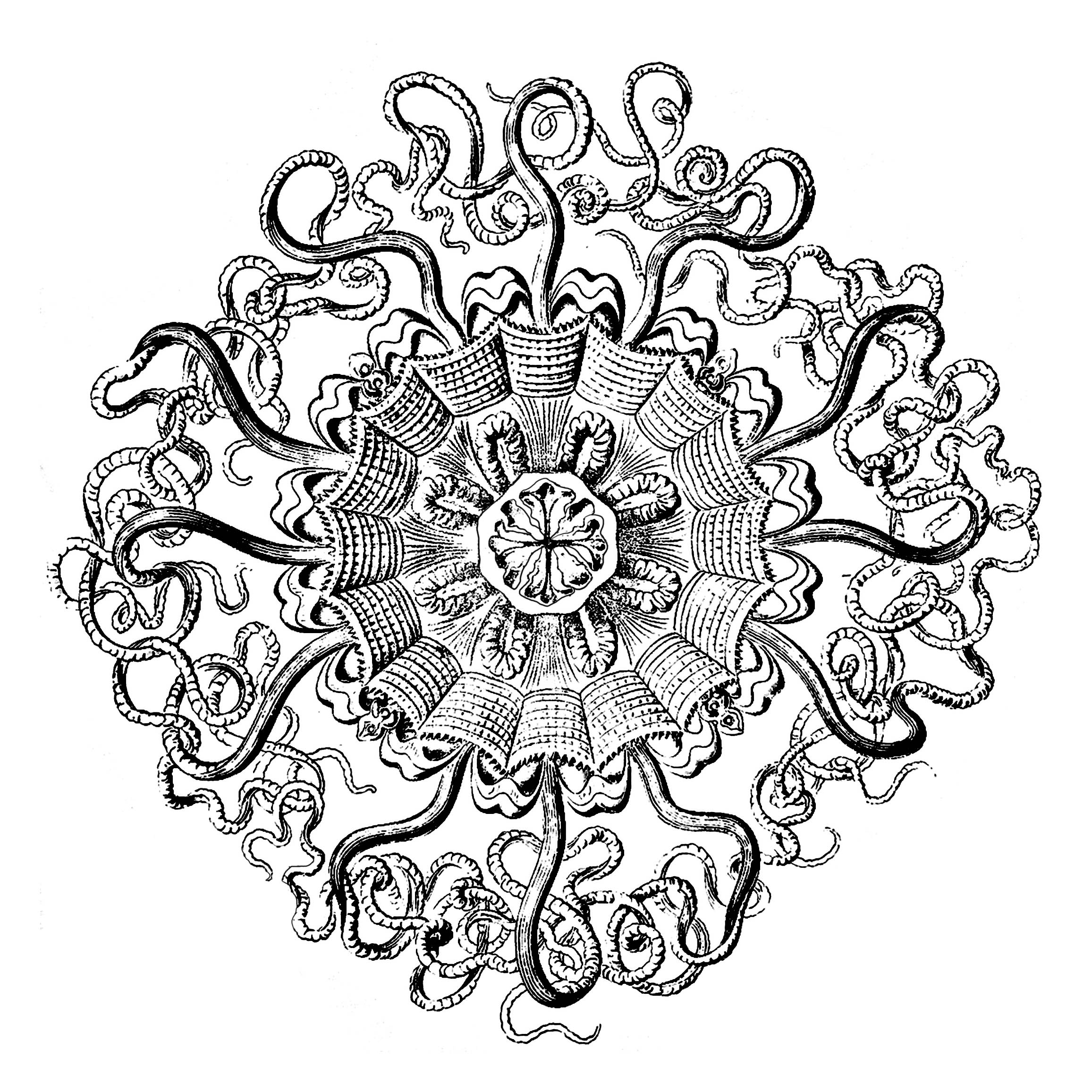 Aimez vous les méduses ? Mandala créé à partir d'une planche anatomique du 18e siècle