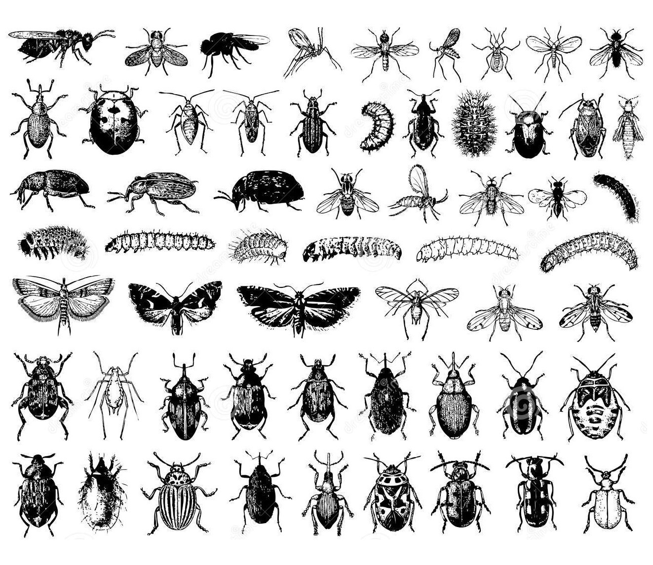 Coloriages d Insectes insectes difficile Imprimer